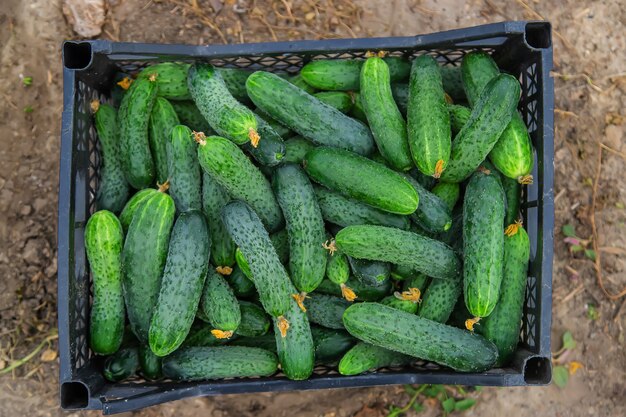 Oogst komkommers in de tuin. Selectieve aandacht.