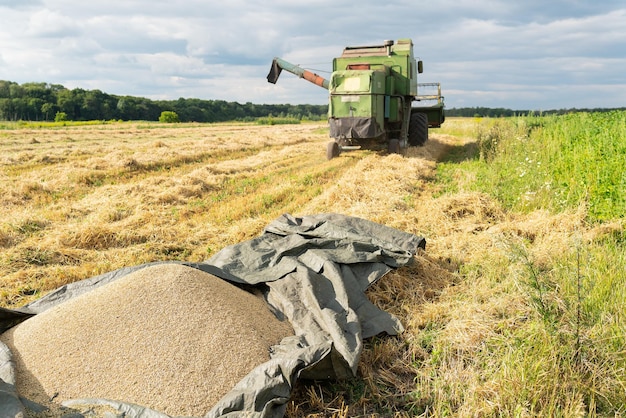 Oogst maaidorser oogst rijpe tarwe landbouwgraan al op de grond gelost problemen met gebrek aan graan hongersnood