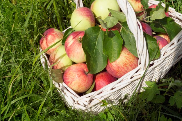 Oogst rijpe appelen in de mand op het gras.