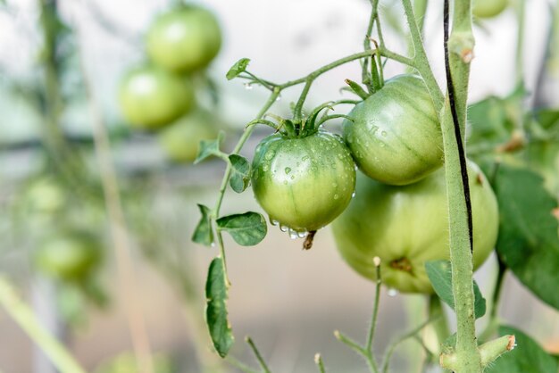 Oogst rijping van tomaten in kas.