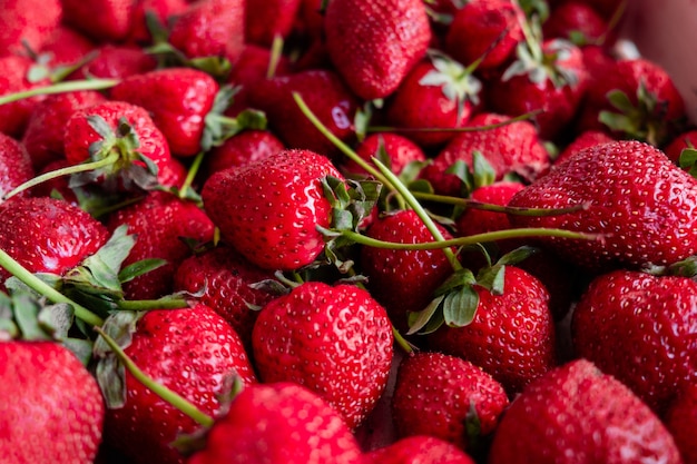 Oogst: rode aardbeien close-up. De Victoria bes is rijp. zomerseizoen