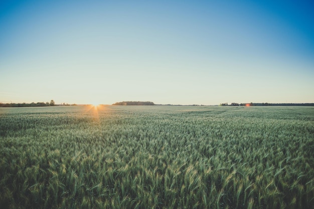 Oogst Roggeveld in de avondzon