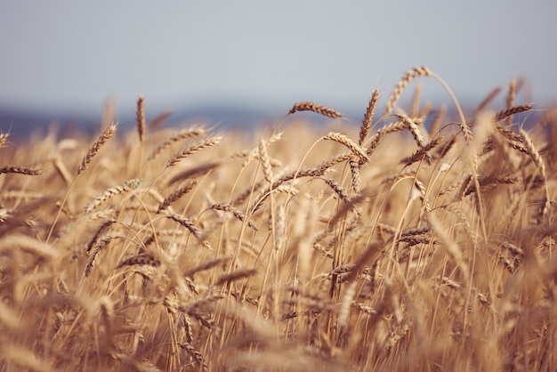 Oogst Tarwe gewas landbouw veld