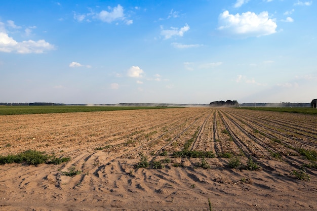 Foto oogst uienveld - landbouwgebied waar oogsten en uien, close-up