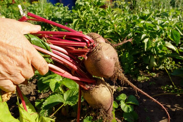 Oogst van beet Groei van beet Beta vulgaris Selectieve focus