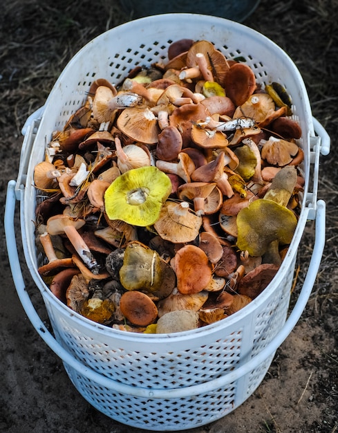 Oogst van champignons in emmer