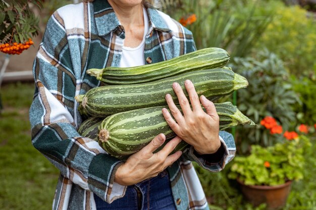 Oogst van courgette in de handen van een boer Landbouw