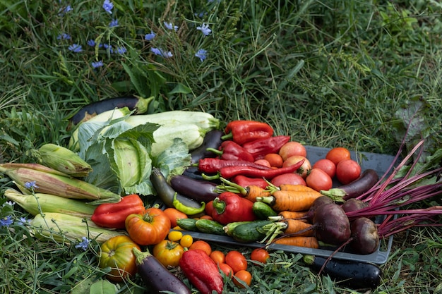 Oogst van groenten geoogst in de tuin