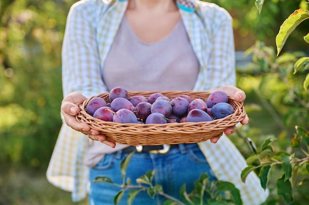 Oogst van pruimen in een rieten bord in de handen van een vrouw close-up buiten Blauwe ronde pruimen tuinieren boomgaard landbouw gezond voedsel concept