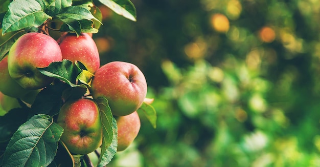 Oogst van rode appels op een boom in de tuin Selectieve aandacht