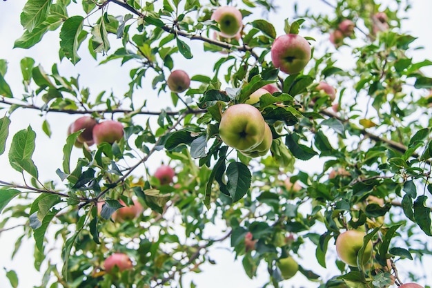 Oogst van rode appels op een boom in de tuin Selectieve aandacht