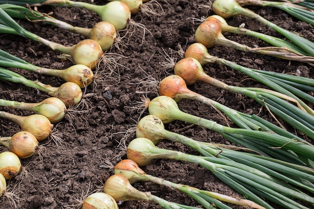 Oogst van ui op de grond.