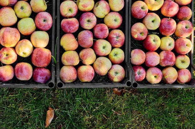 Oogst van verse biologische rode appels in de zwarte dozen