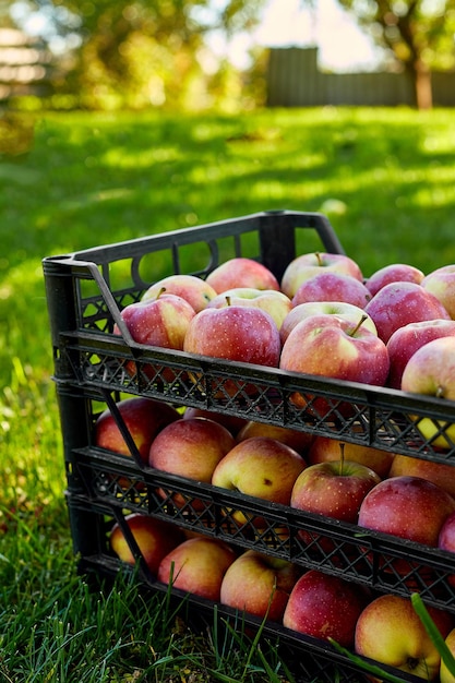 Oogst van verse biologische rode appels in de zwarte dozen