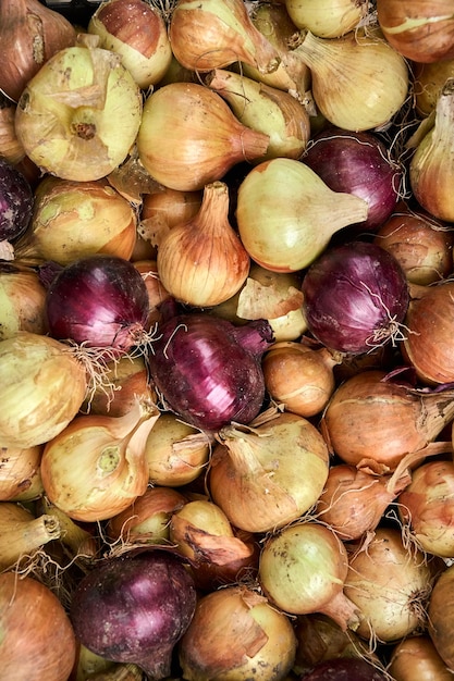 Foto oogst van verse gouden uien