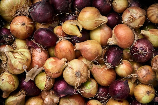 Foto oogst van verse gouden uien