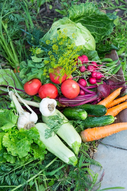 Oogst van verse groenten in de tuin