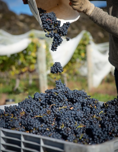 Oogst van wijngaarden in Central Otago in Nieuw-Zeeland overdag