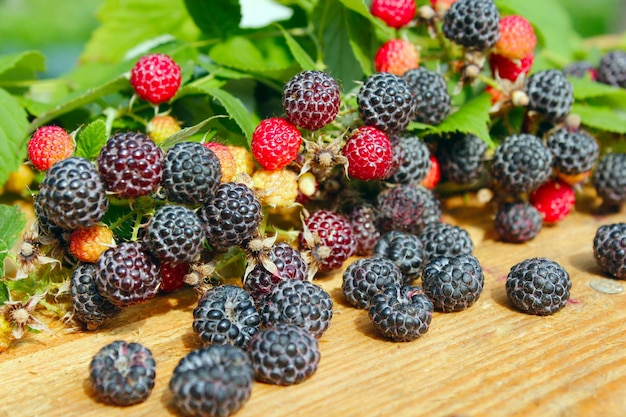 oogst van zwarte framboos met veel rijpe bessen