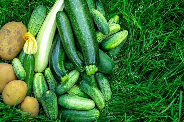 Oogst verse groenten aardappelen, komkommers, courgette op groen gras.