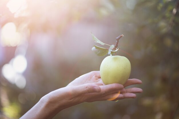 Oogsten - appel ligt op de hand van een vrouw en tuin op de achtergrond