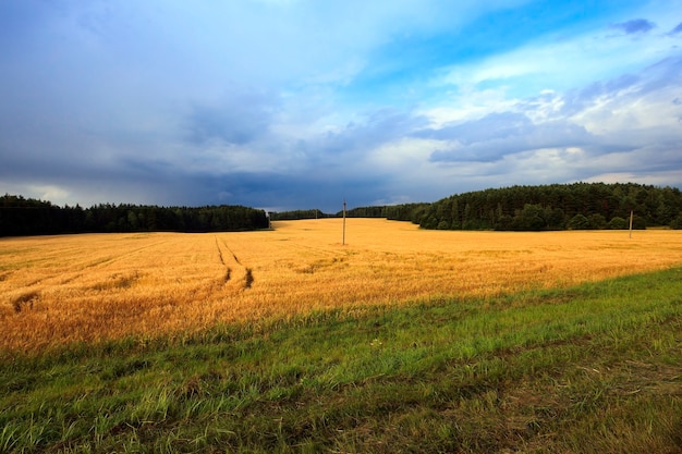 Oogsten van granen landbouwgebied waar oogst rijpe granen landbouw