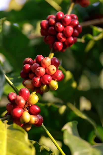 oogsten van koffiebessen door de landbouw. Koffiebonen rijpen aan de boom in het noorden van Thailand