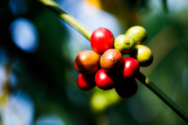 Oogsten van koffiebessen door de landbouw. koffiebonen rijpen aan de boom in het noorden van thailand