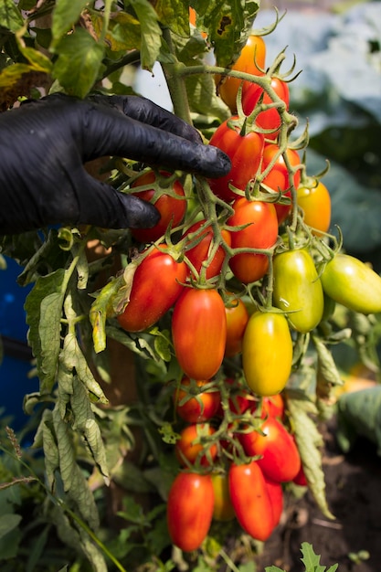 Oogsten van rode rijpe tomaten geteeld in een openluchttuin op een zonnige dag