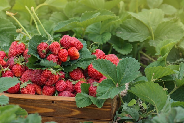 Oogsten van verse aardbeien. doos vol met verse aardbeien op een lokale boerderij