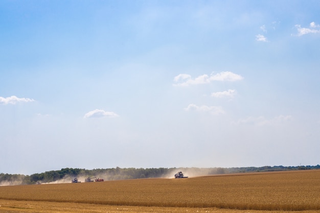 oogsters in een veld met tarwe zijn bezig met oogsten
