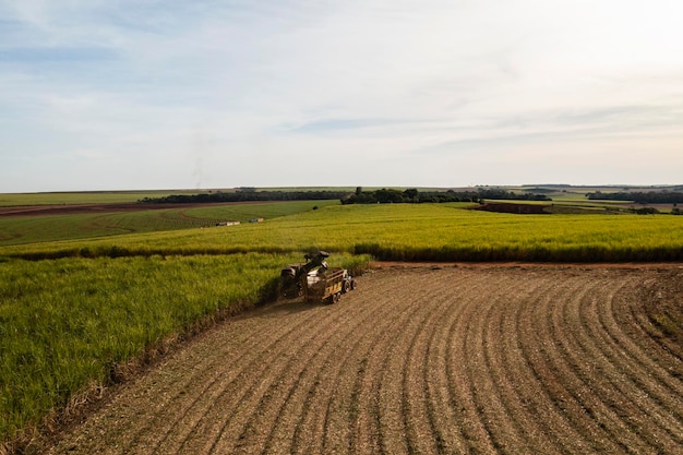 Oogstmachine en aanhangwagen in suikerrietveld in zonnige middag