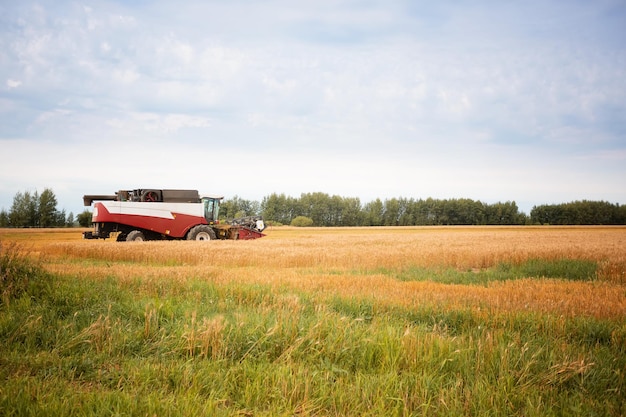 Oogstmachine om tarweveld te oogsten Maaidorser landbouwmachine oogst gouden rijp tarweveld Landbouw