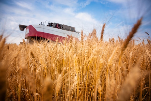 Oogstmachine om tarweveld te oogsten Maaidorser landbouwmachine oogst gouden rijpe tarweveld Landbouw Selectieve focus