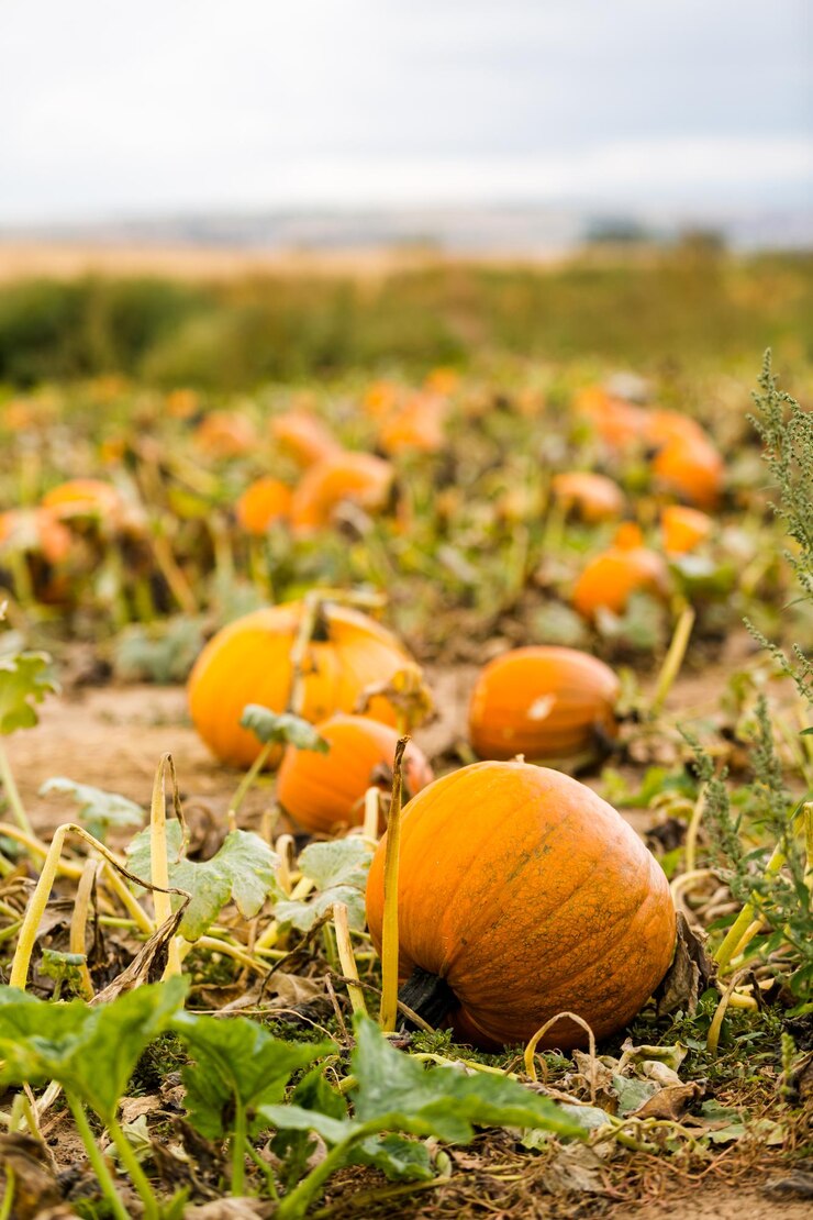 Oogsttijd op een grote pompoenboerderij.