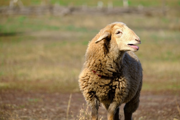 Ooieschapen in het veld schapen in de natuur op de weide buiten schapen houden roept de herder