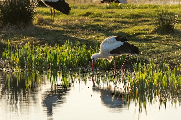 Ooievaar bij zonsopgang in het natuurpark van de moerassen van Ampurdan.