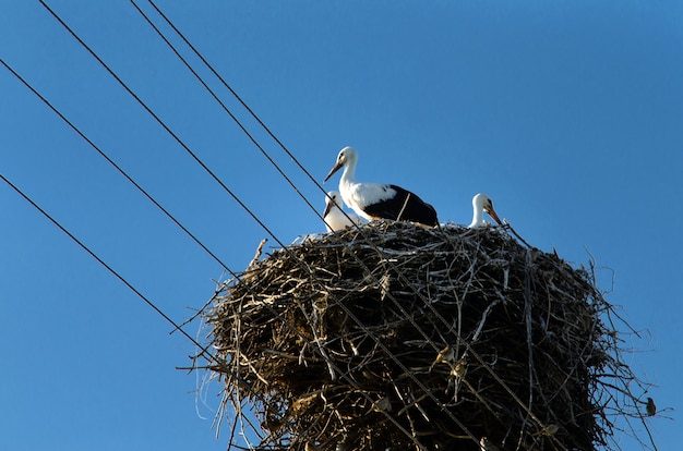 Ooievaar die in de lentemaanden terugkeert naar hun nest