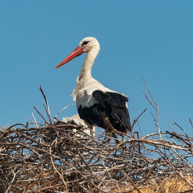 Ooievaar die zich in zijn nest bevindt. Ciconia ciconia.