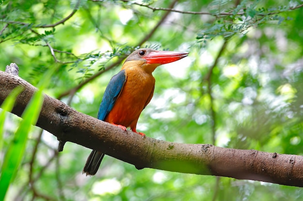 Ooievaar-gefactureerde Ijsvogel Pelargopsis capensis Mooie vogels van Thailand