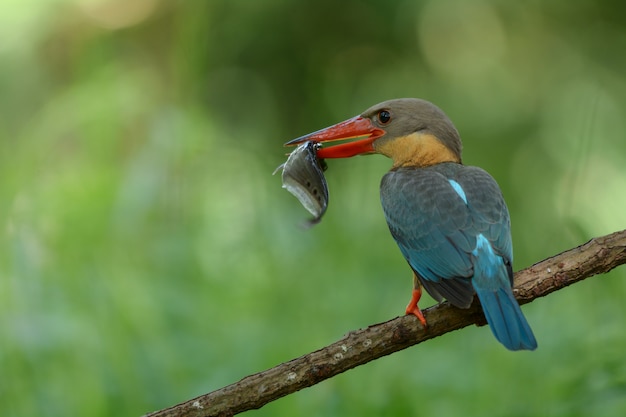 Ooievaar-gefactureerde ijsvogel; Pelargopsis capensis