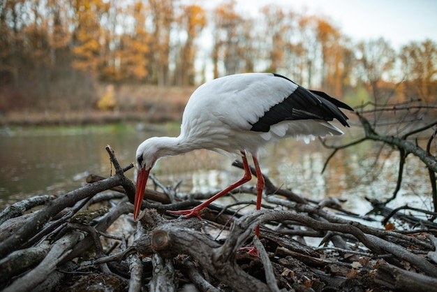 Ooievaar in de herfst bij het water