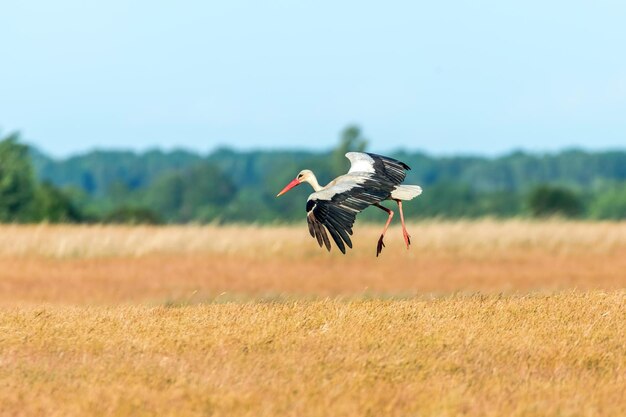 Ooievaar in vlucht. Ooievaar (Ciconia ciconia)