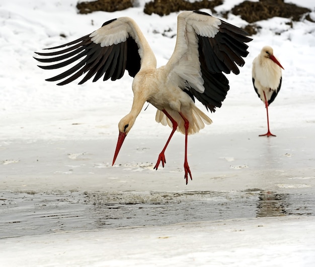 Ooievaar in zijn natuurlijke habitat