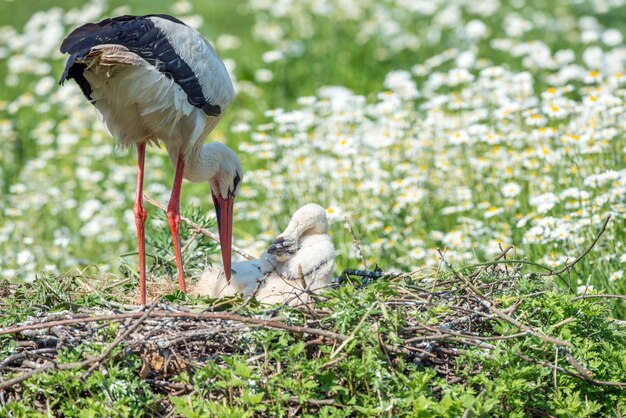 Ooievaar met babypuppy in zijn nest op de madeliefjesachtergrond