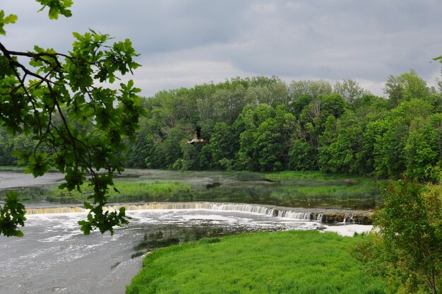 Ooievaar vliegt over de Rumba-watervallen in Kuldiga.