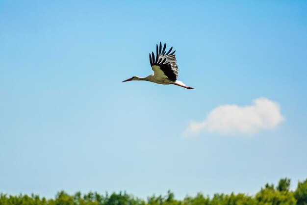 Ooievaar vliegt zijn vleugels spreidend tegen de achtergrond van de blauwe lucht