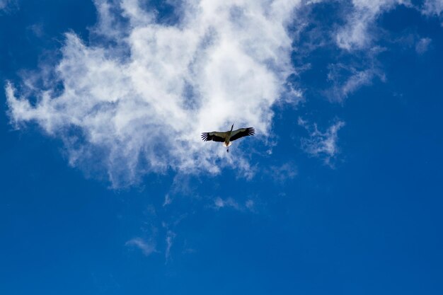 Foto ooievaar zweeft in de blauwe lucht met witte wolken