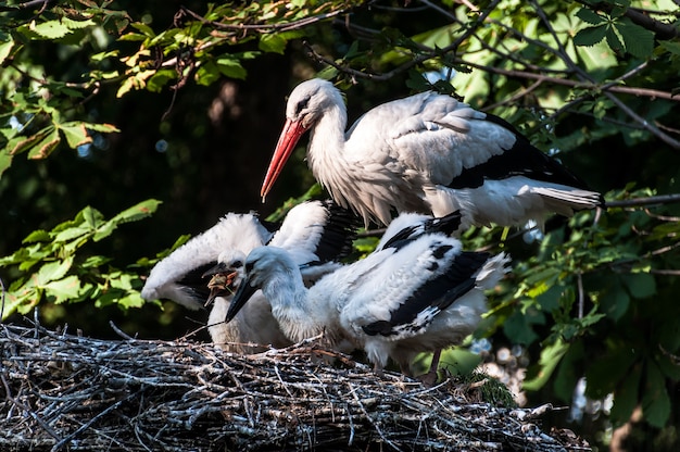 Ooievaars in het park oost-europa