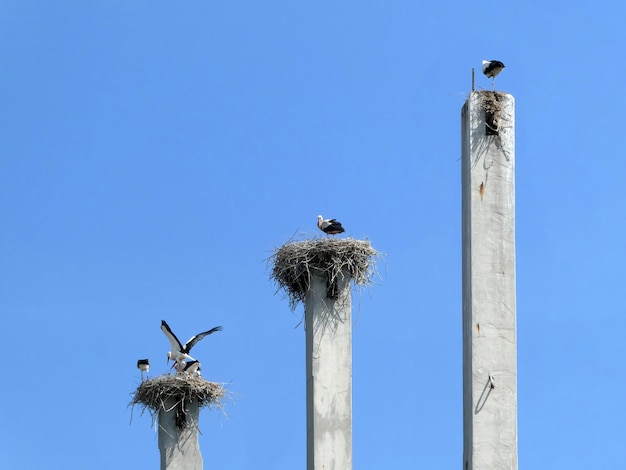 Ooievaars staan in drie nesten met kleine ooievaars op een betonnen pilaar